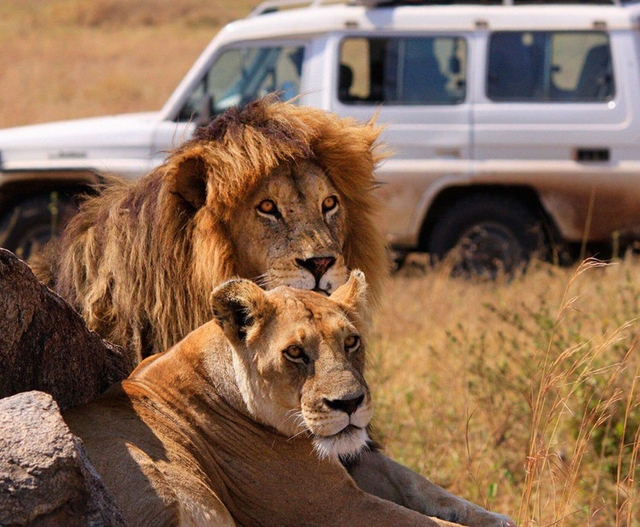Aslan Safari Turu