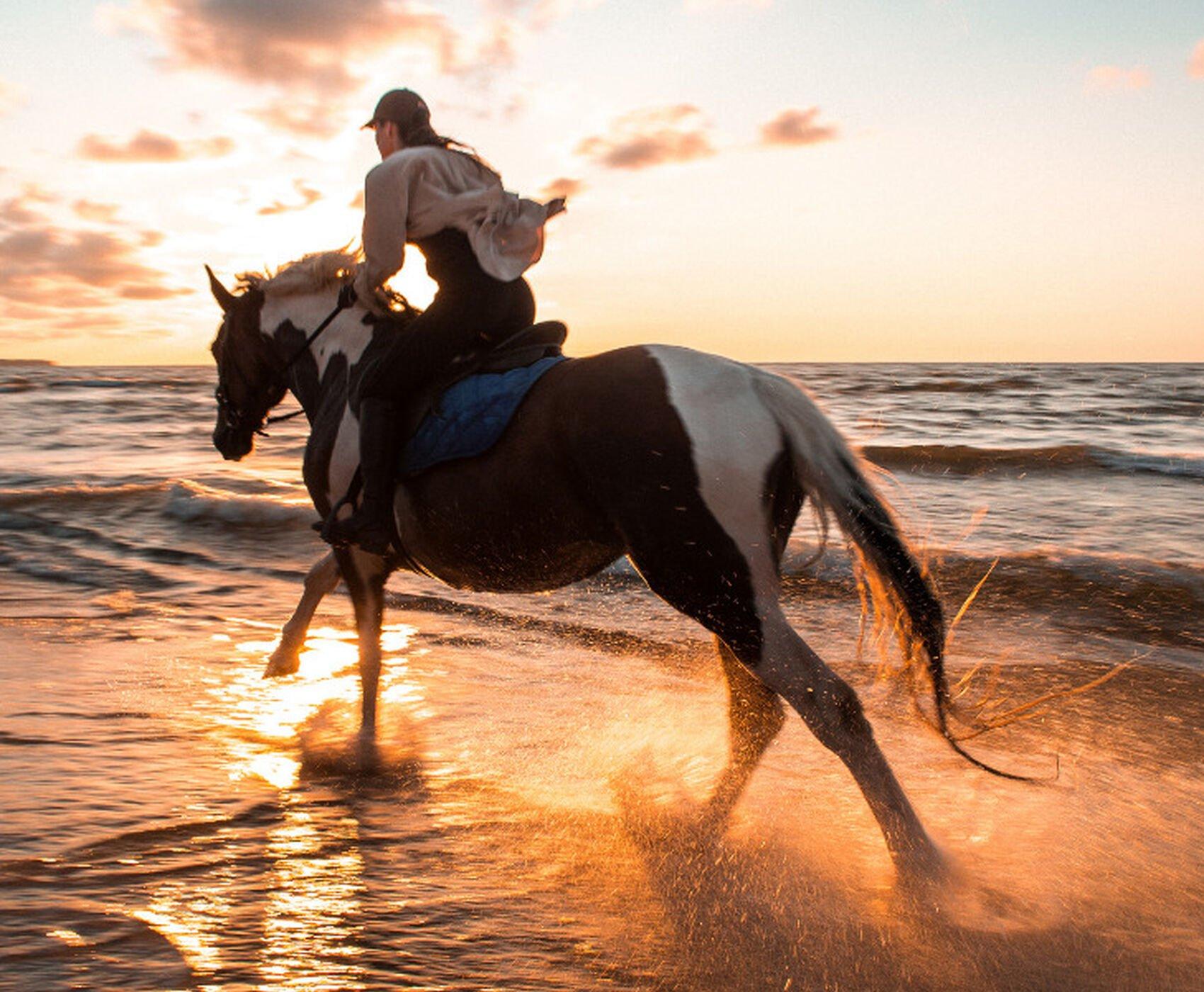 Round-Trip Horse Safari Tour with Transfers